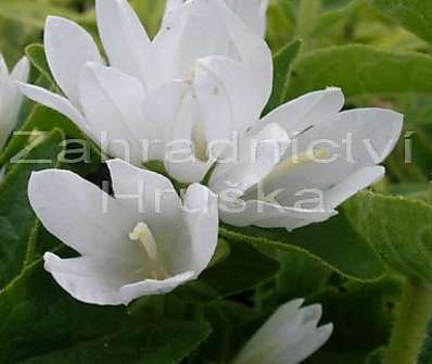 Campanula glomerata Alba