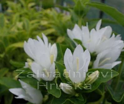 Campanula glomerata Alba