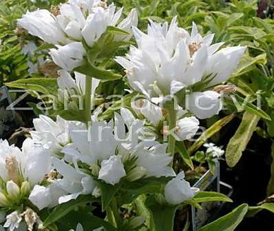 Campanula glomerata Alba