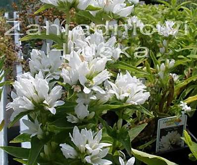 Campanula glomerata Alba