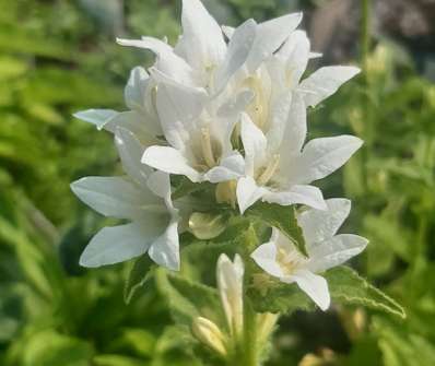 Campanula glomerata Alba