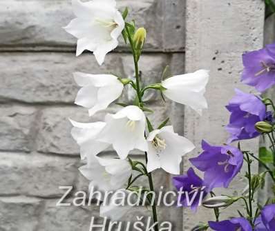 Campanula persicifolia White