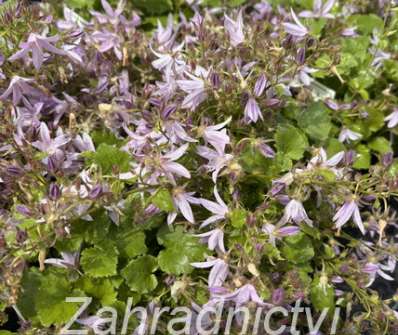 Campanula poscharskyana Lisduggan