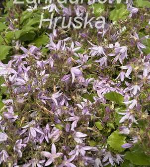 Campanula poscharskyana Lisduggan