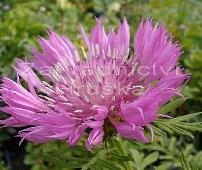 Centaurea dealbata