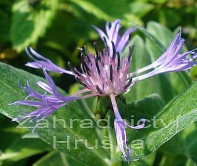 Centaurea montana