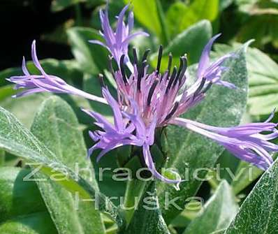 Centaurea montana