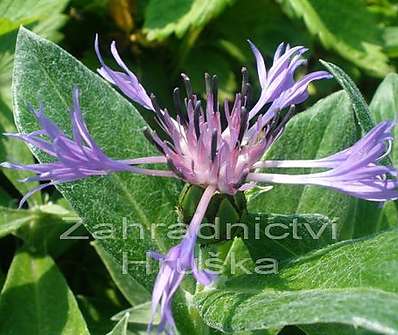 Centaurea montana