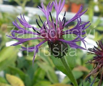 Centaurea montana