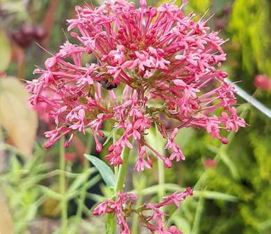Centranthus ruber Coccineus