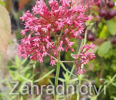 Centranthus ruber Coccineus