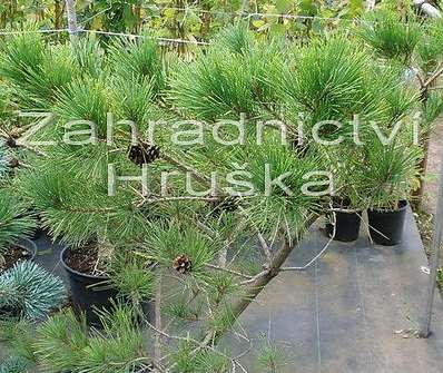 Borovice - Pinus densiflora 'Umbraculifera'.