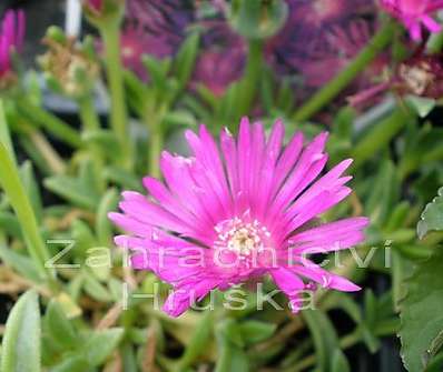 Delosperma cooperi