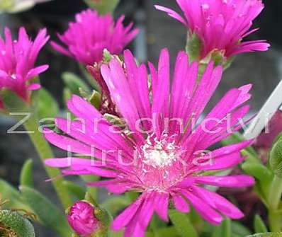 Delosperma cooperi