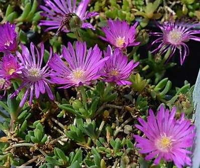 Delosperma cooperi