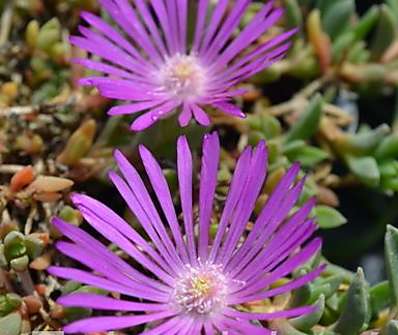 Delosperma cooperi