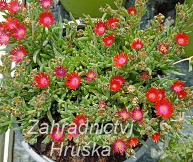 Delosperma cooperi