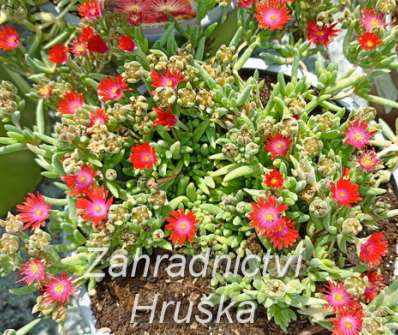 Delosperma cooperi