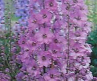 Delphinium Pacific - Astolat
