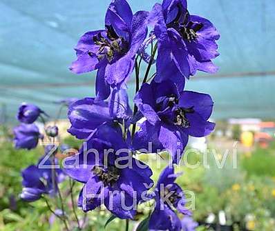 Delphinium Black Knight