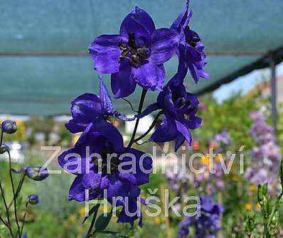 Delphinium Black Knight