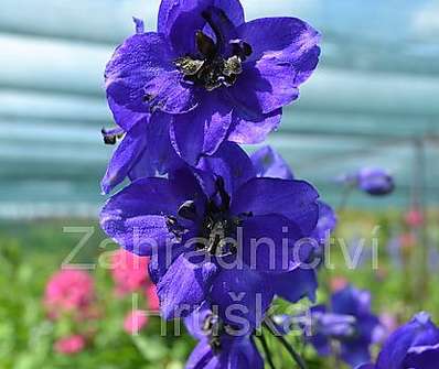 Delphinium Black Knight