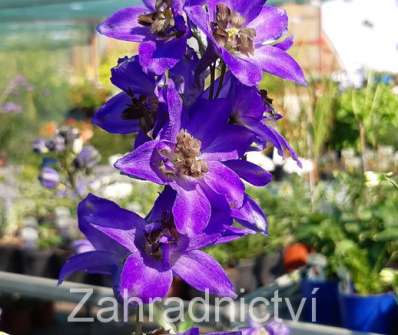 Delphinium Black Knight