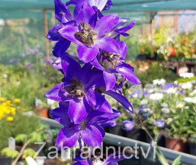 Delphinium Black Knight