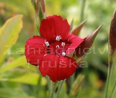 Dianthus deltoides Nelli