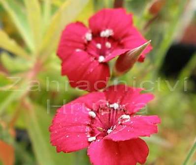 Dianthus deltoides Nelli