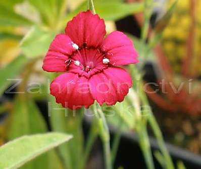 Dianthus deltoides Nelli