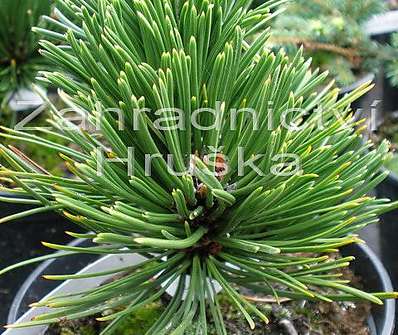 Borovice - Pinus leucodermis 'Schmidtii'.