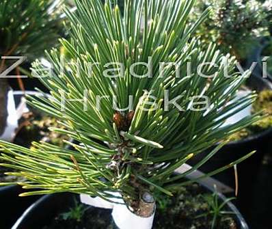 Borovice - Pinus leucodermis 'Schmidtii'.