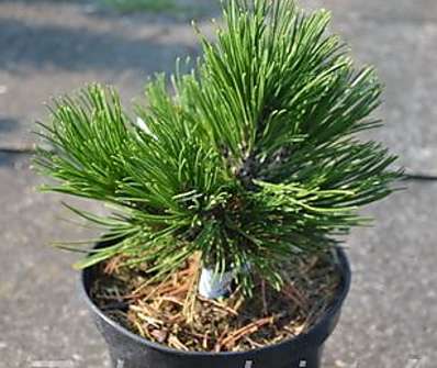 Borovice - Pinus leucodermis 'Schmidtii'.