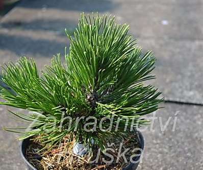 Borovice - Pinus leucodermis 'Schmidtii'.