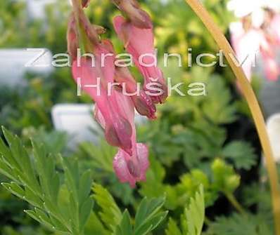 Dicentra eximia