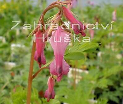Dicentra eximia