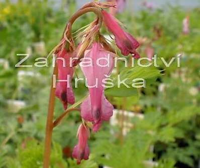 Dicentra eximia