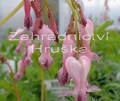 Dicentra eximia