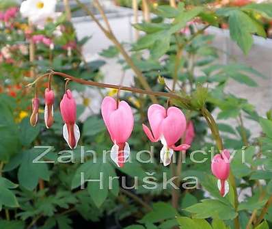 Dicentra spectabilis Rosea