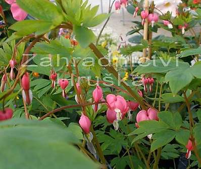 Dicentra spectabilis Rosea