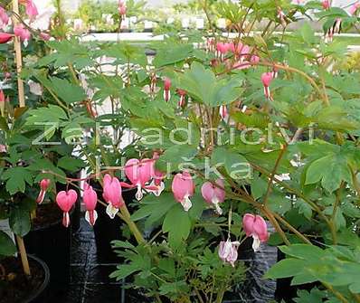 Dicentra spectabilis Rosea