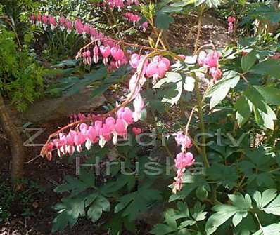 Dicentra spectabilis Rosea