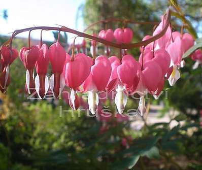 Dicentra spectabilis Rosea