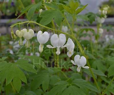 Dicentra spectabilis Alba