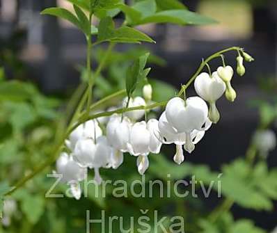 Dicentra spectabilis Alba