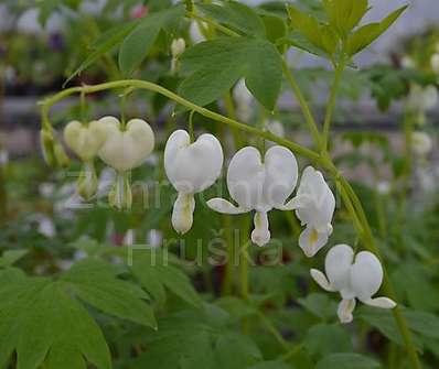 Dicentra spectabilis Alba