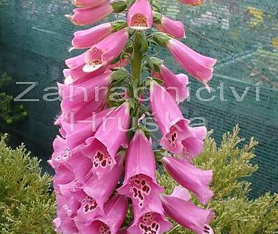 Digitalis purpurea