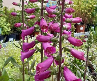 Digitalis purpurea