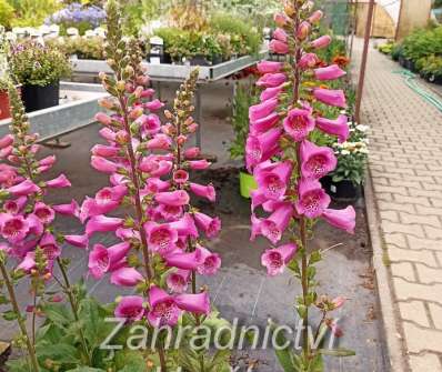 Digitalis purpurea